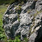 blumen wachsen aus dem felsen am breitenberg