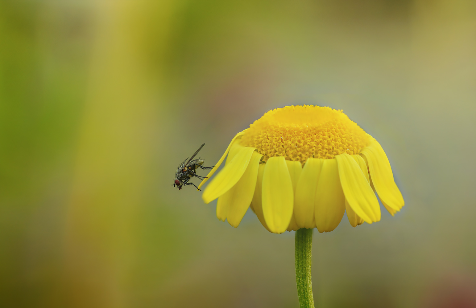 blumen wächter ...