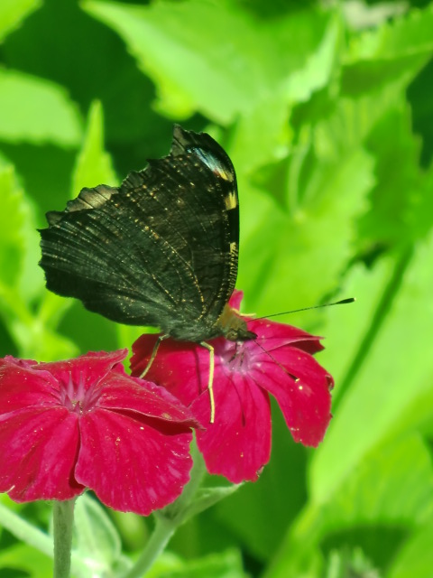 Blumen - wann wird es endlich wieder Sommer