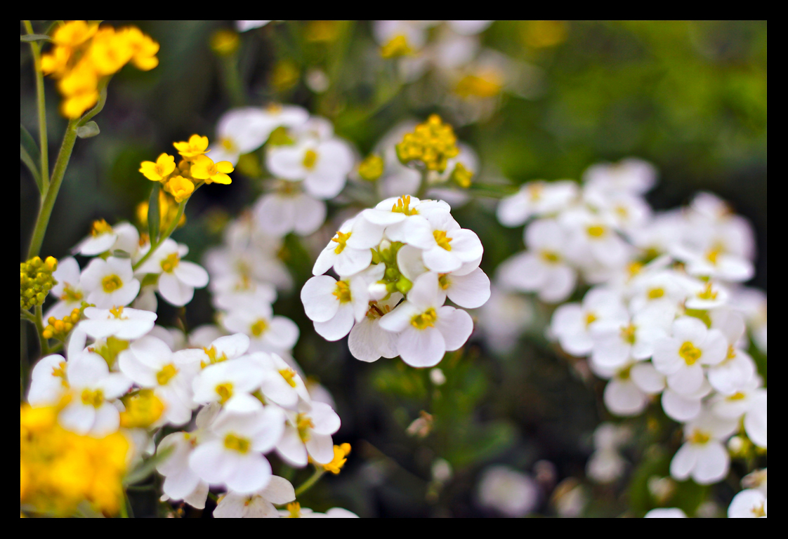 Blumen Weiß