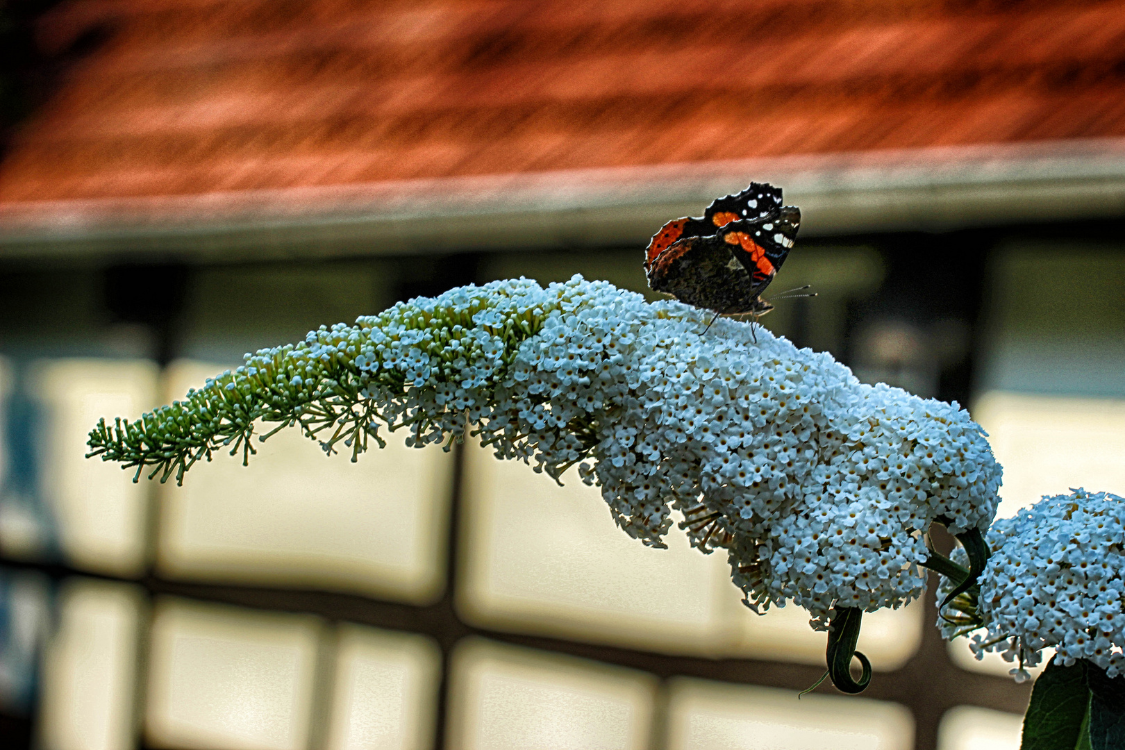 Blumen weiss