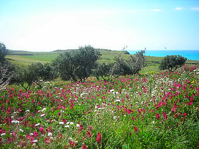 Blumen wie in einem Garten