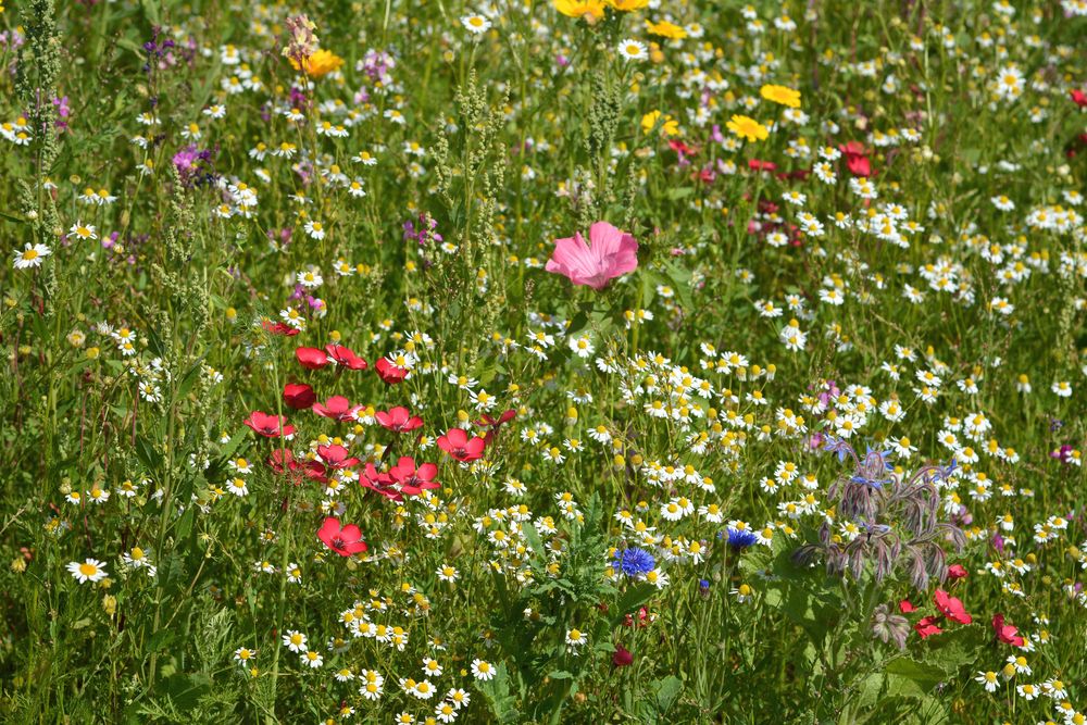 BLUMEN - Wiese