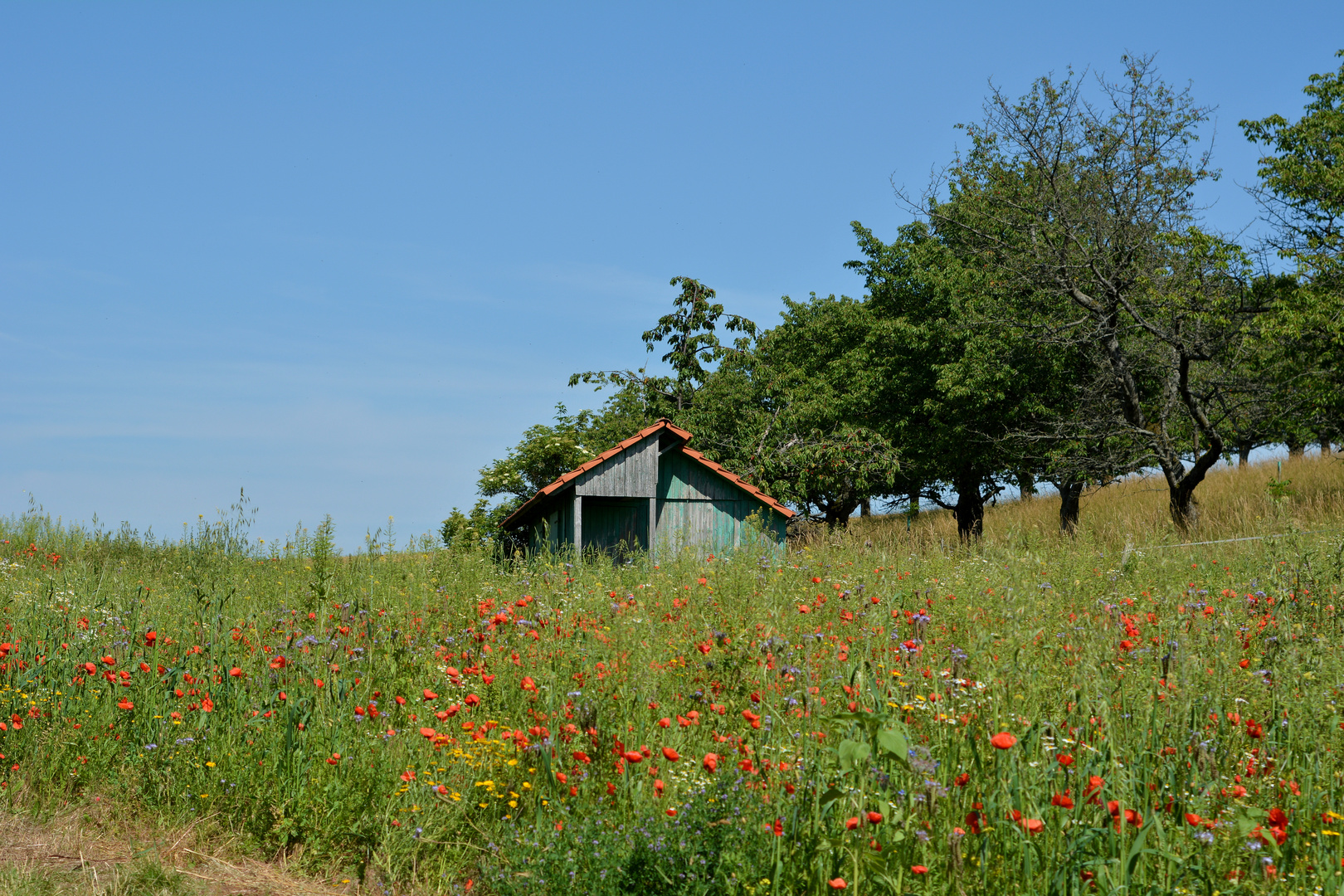 BLUMEN - Wiese