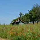 BLUMEN - Wiese