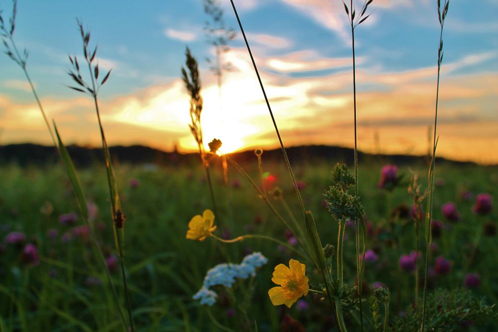 Blumen Wiese