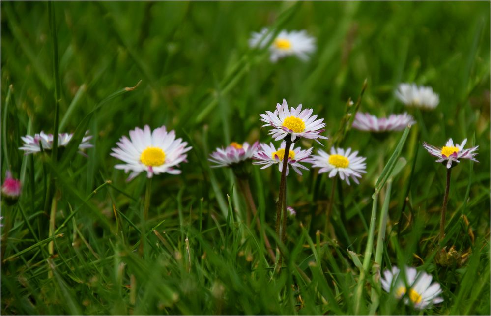 BlumenWiese Foto & Bild natur, gänseblümchen, pflanzen Bilder auf