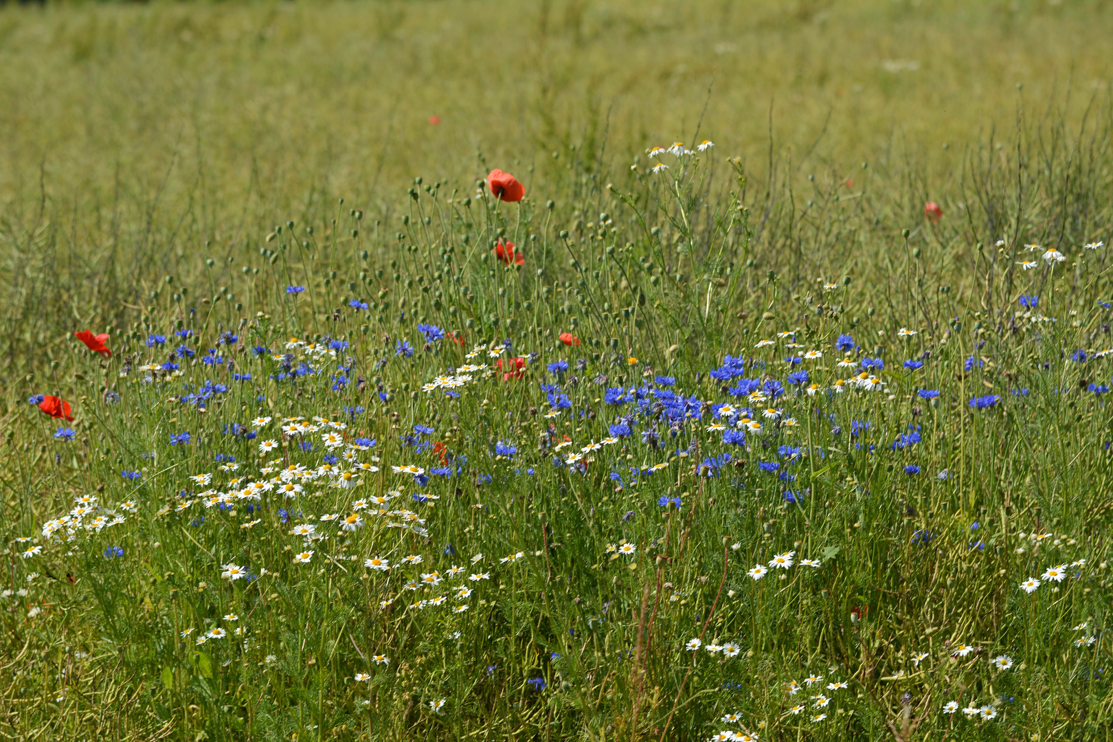 BLUMEN - Wiese