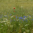 BLUMEN - Wiese