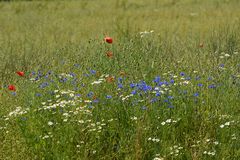 BLUMEN - Wiese