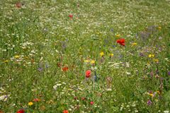 BLUMEN - Wiese