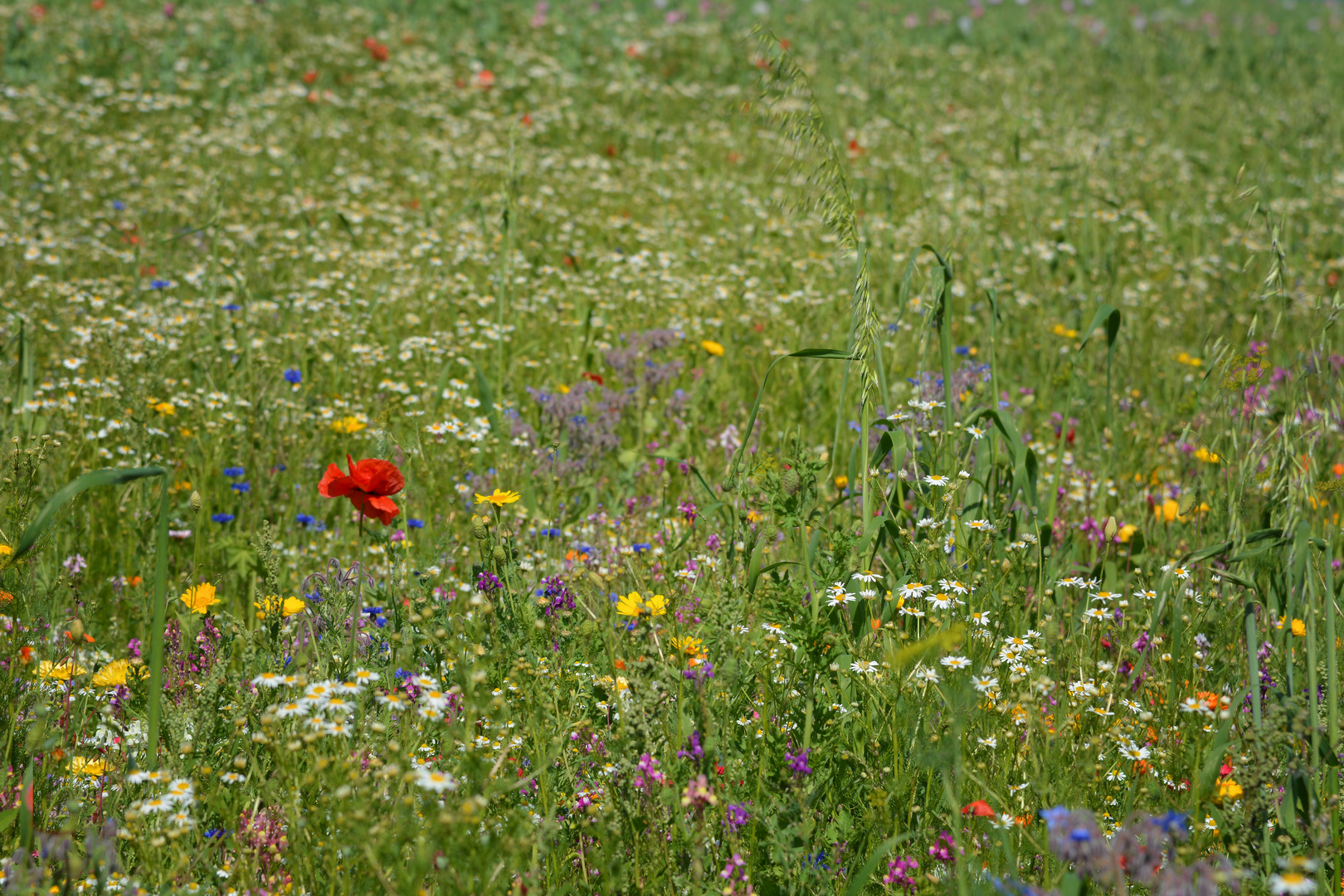 BLUMEN - Wiese