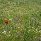 BLUMEN - Wiese