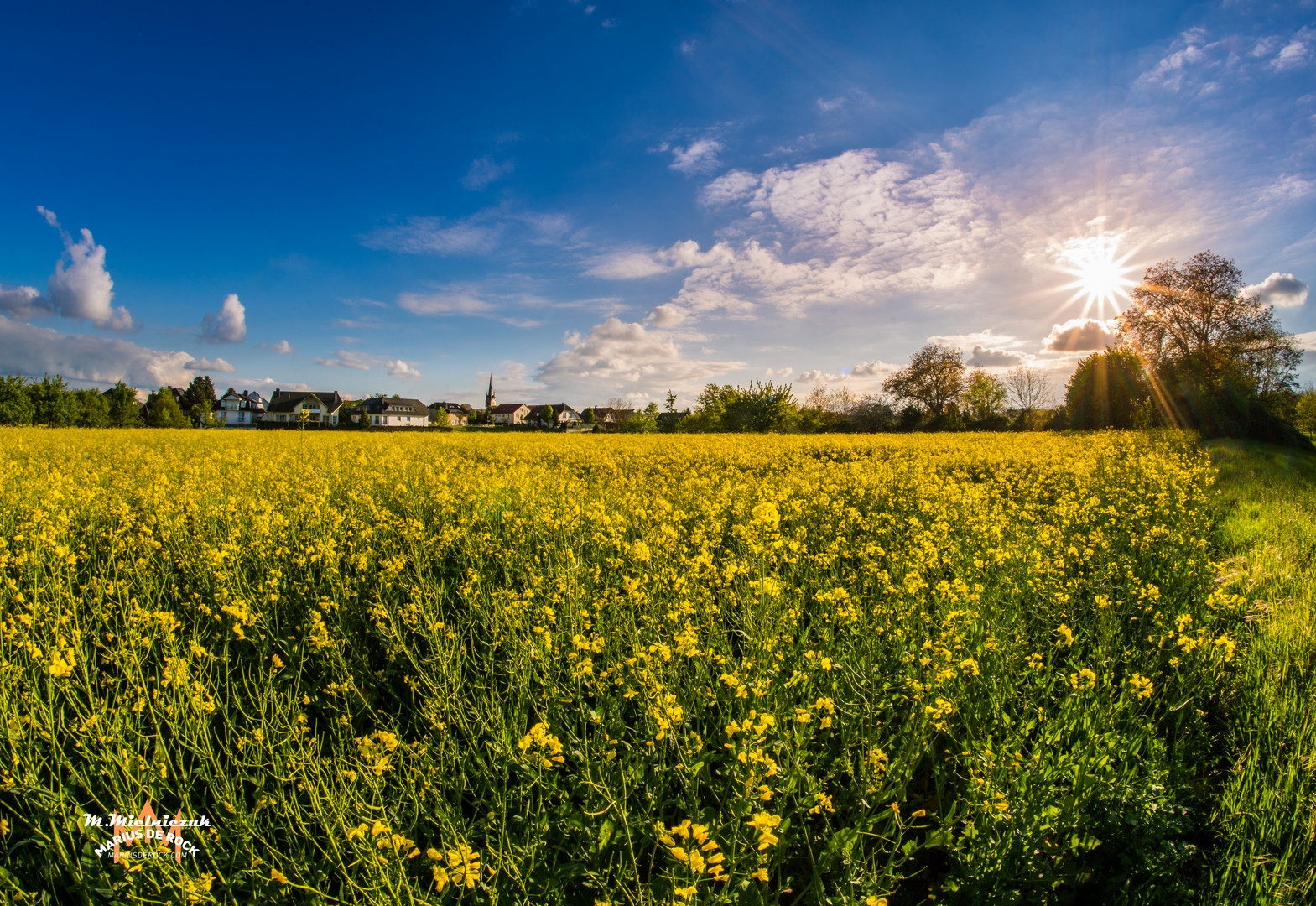 Blumen wiese 