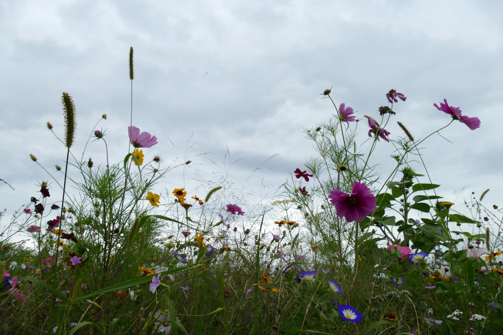 Blumen-Wiese