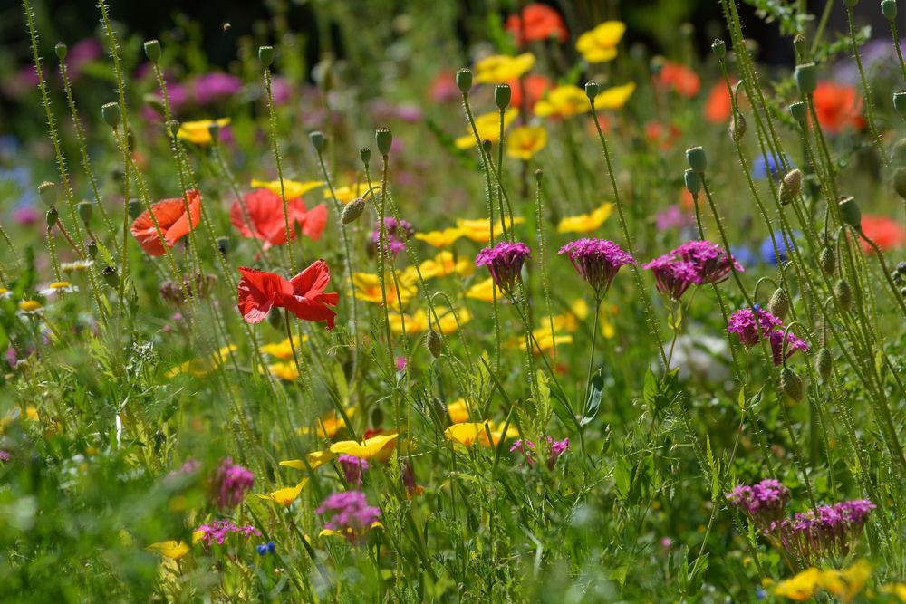 BLUMEN - Wiese