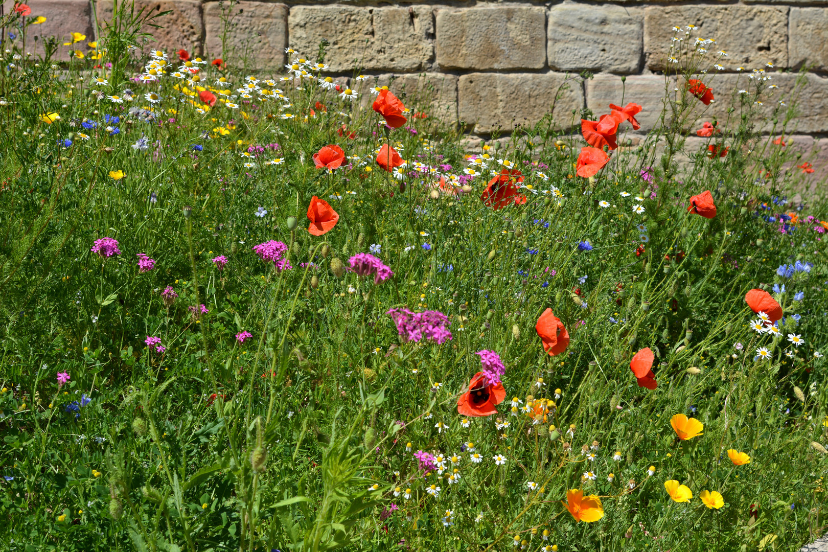 BLUMEN - Wiese