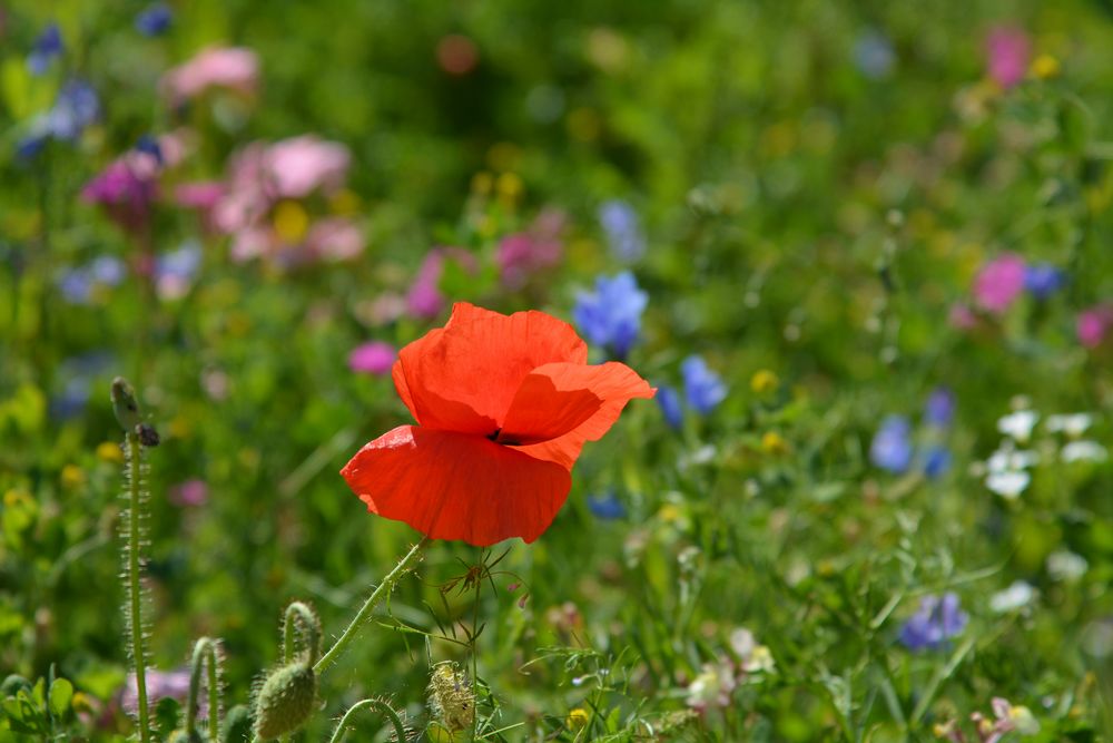 BLUMEN - Wiese