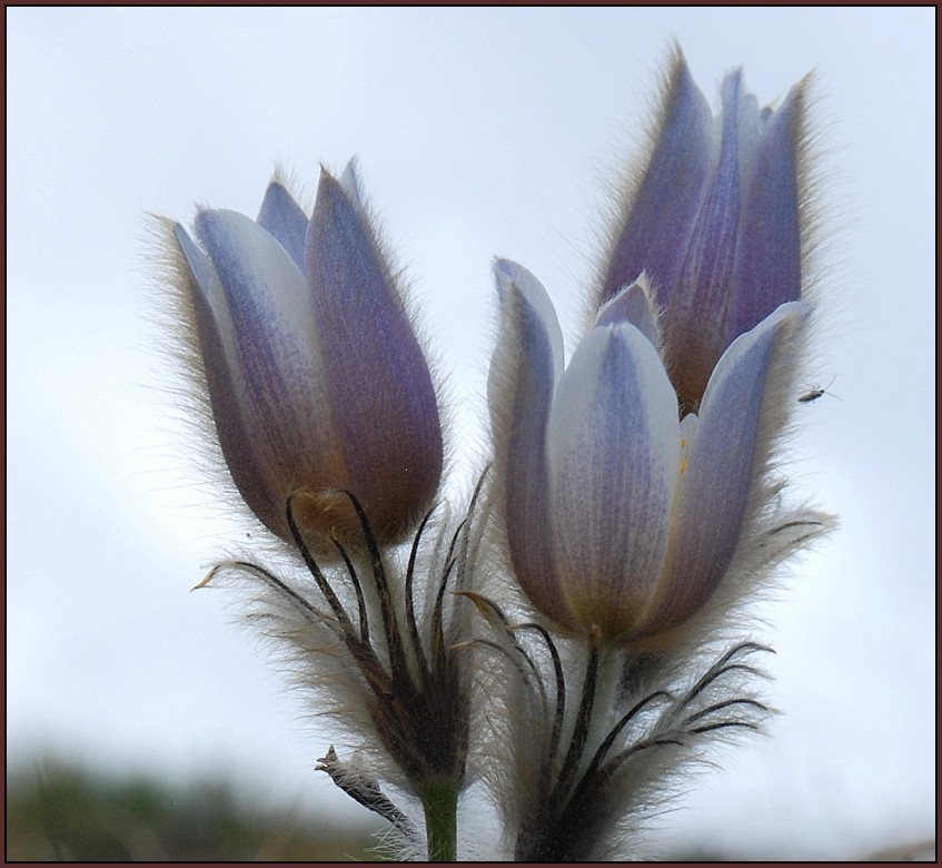 Blumen, wohin man schaut.