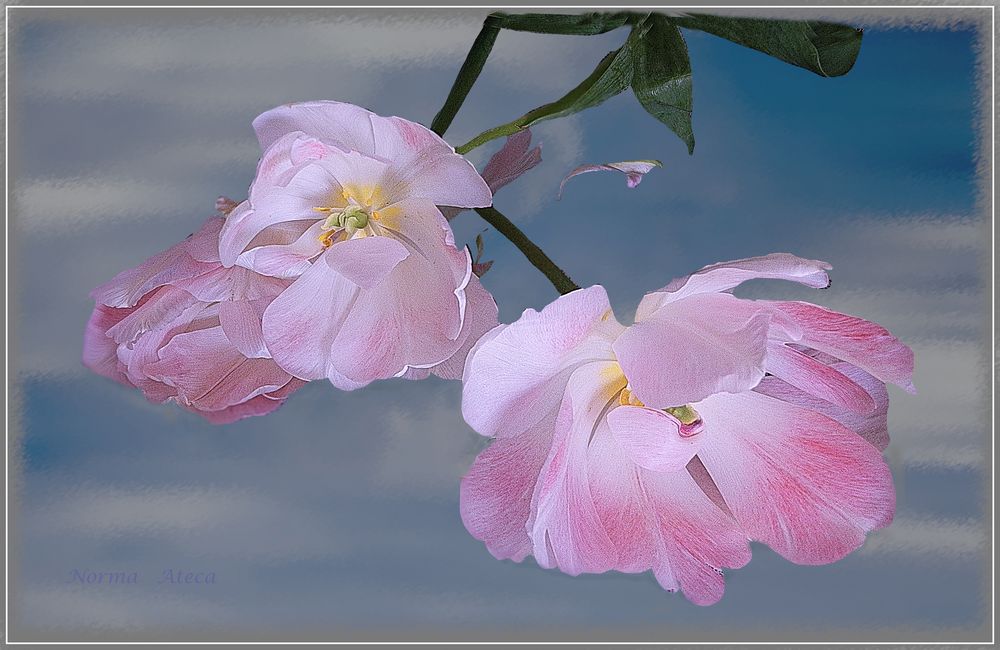 Blumen  zartes rosa