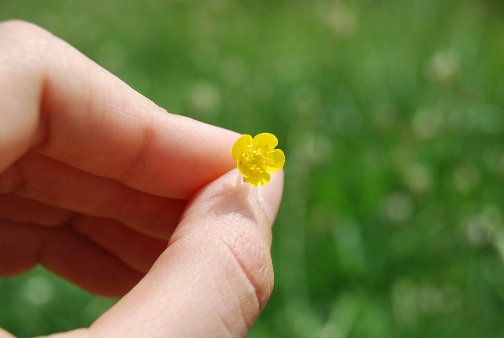 Blumen zeigen die Schönheit der Natur