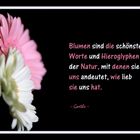 _-- Blumen Zitat --_