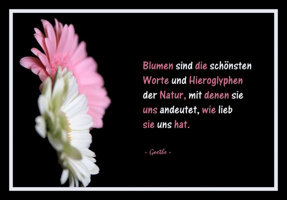 _-- Blumen Zitat --_