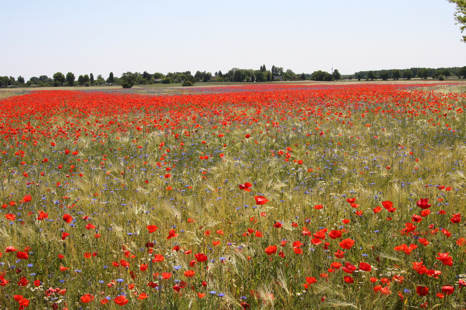 Blumen zum Herrentag