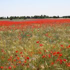 Blumen zum Herrentag