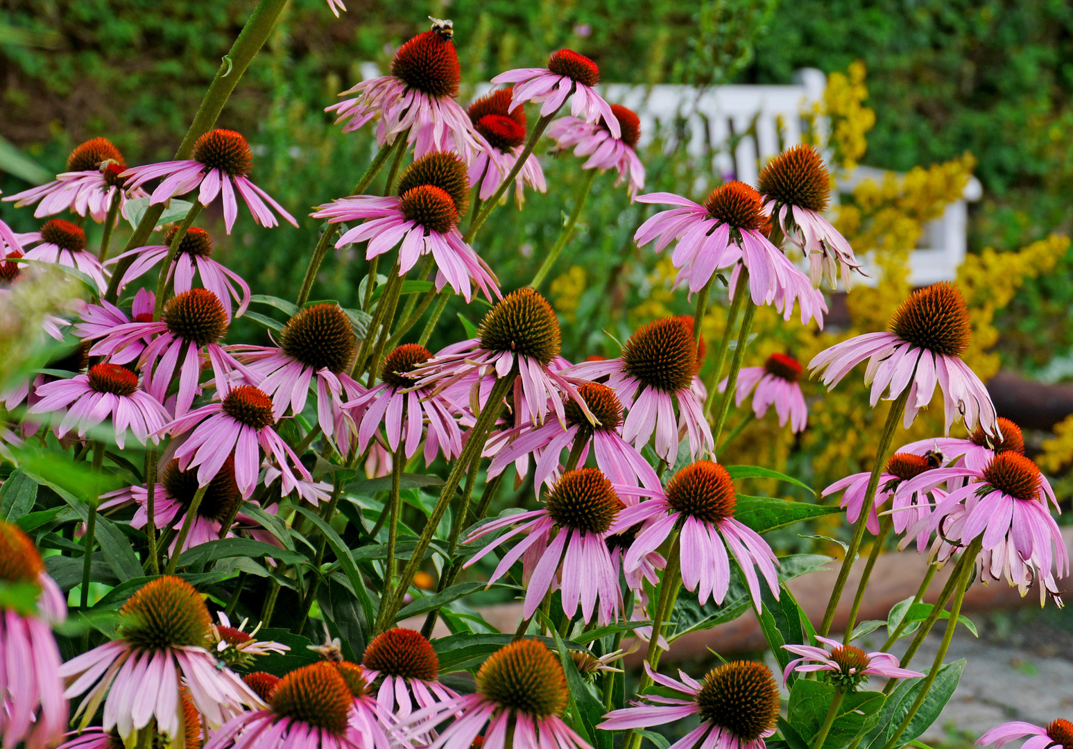 Blumen zum Mittwoch