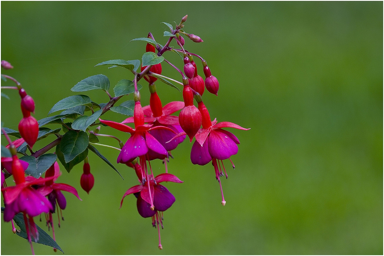 Blumen zum Mittwoch