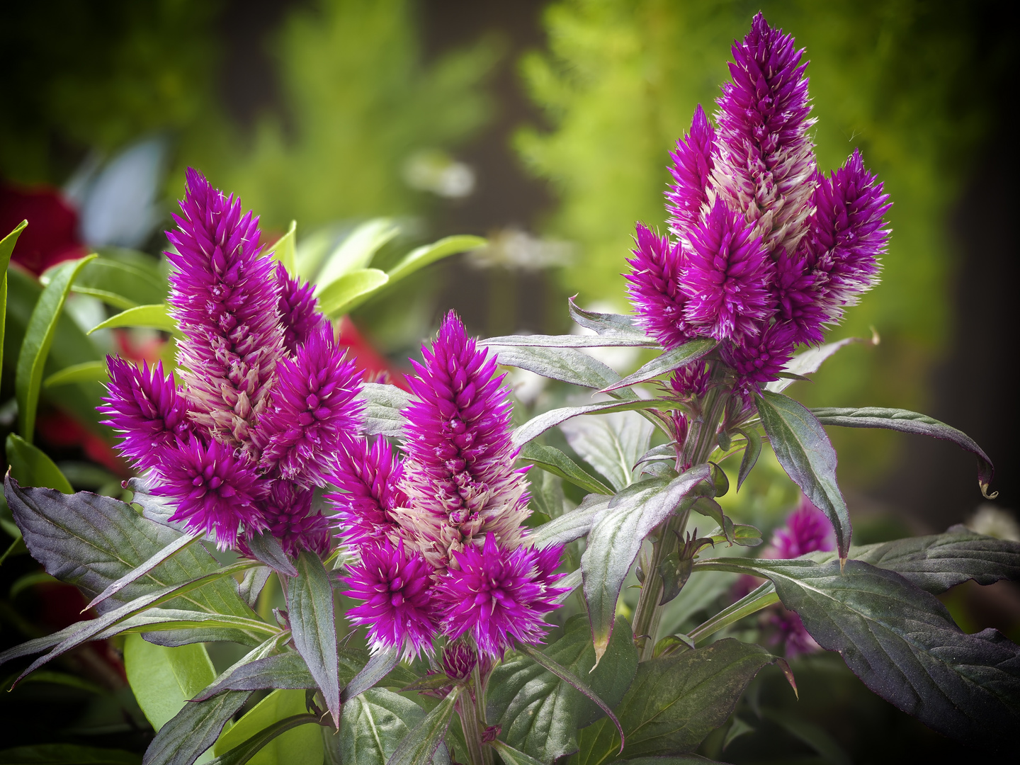 Blumen zum Mittwoch - Federbusch (Celosie Caracas)