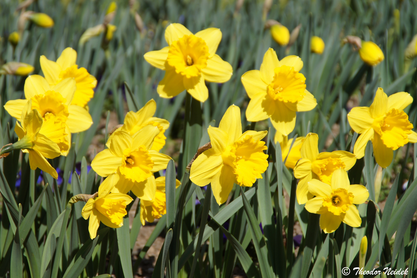 Blumen zum Osterfest 2021