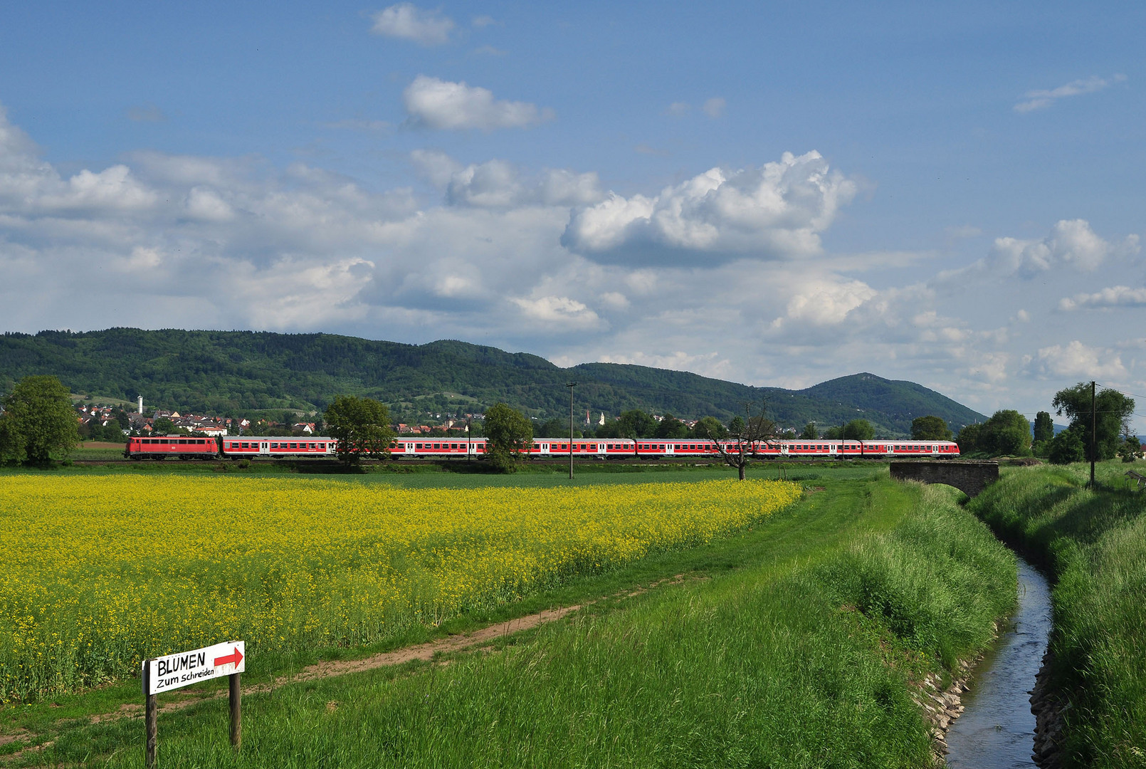 Blumen zum schneiden