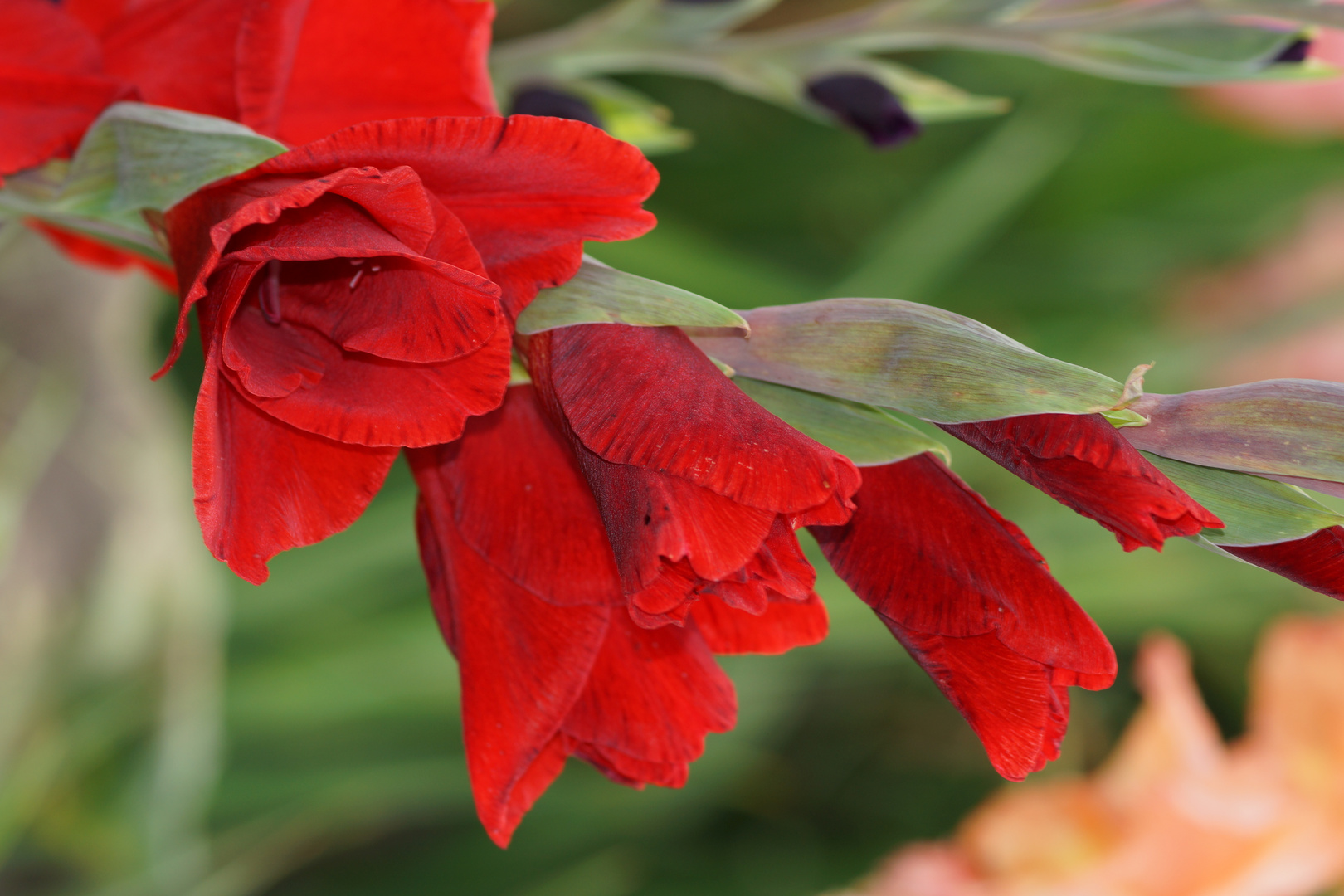 Blumen zum Selberpflücken