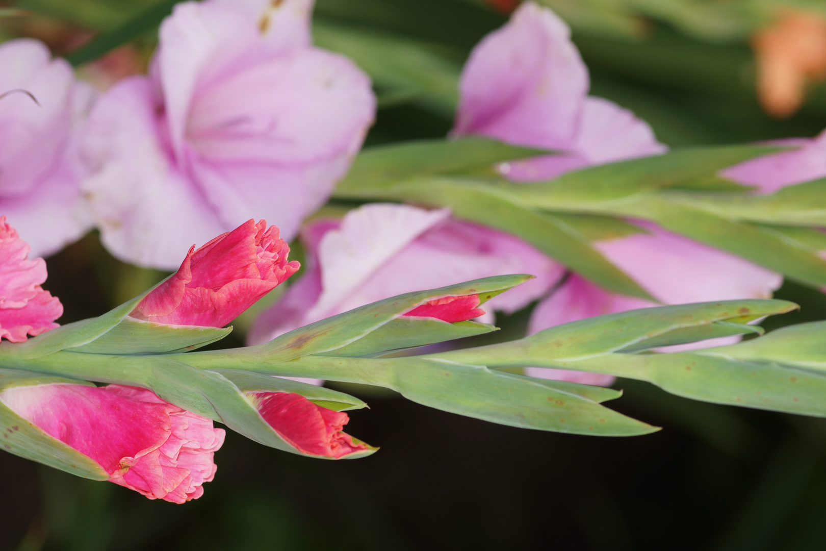 Blumen zum Selberpflücken