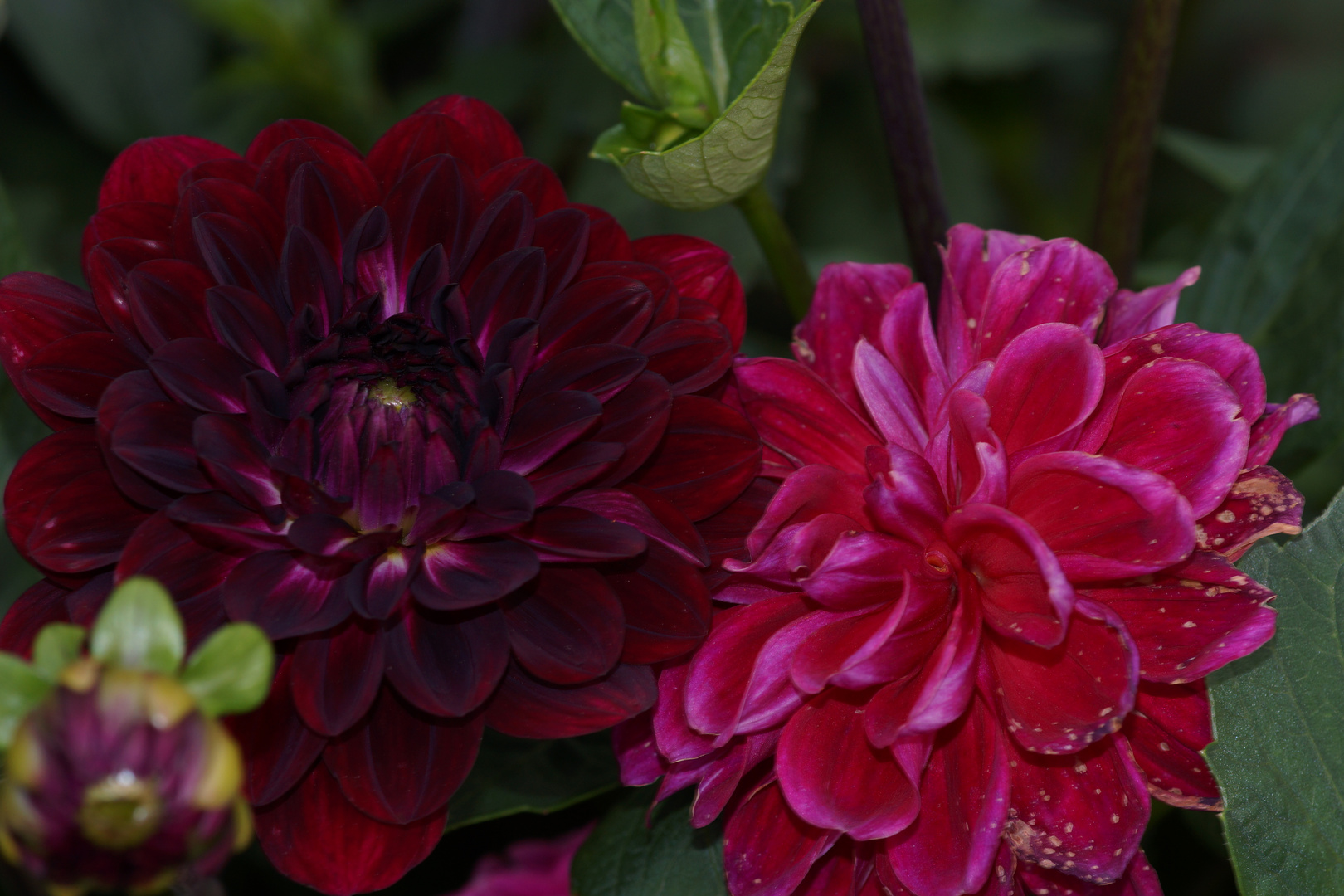 Blumen Selber Pflücken In Der Nähe Über Blumen