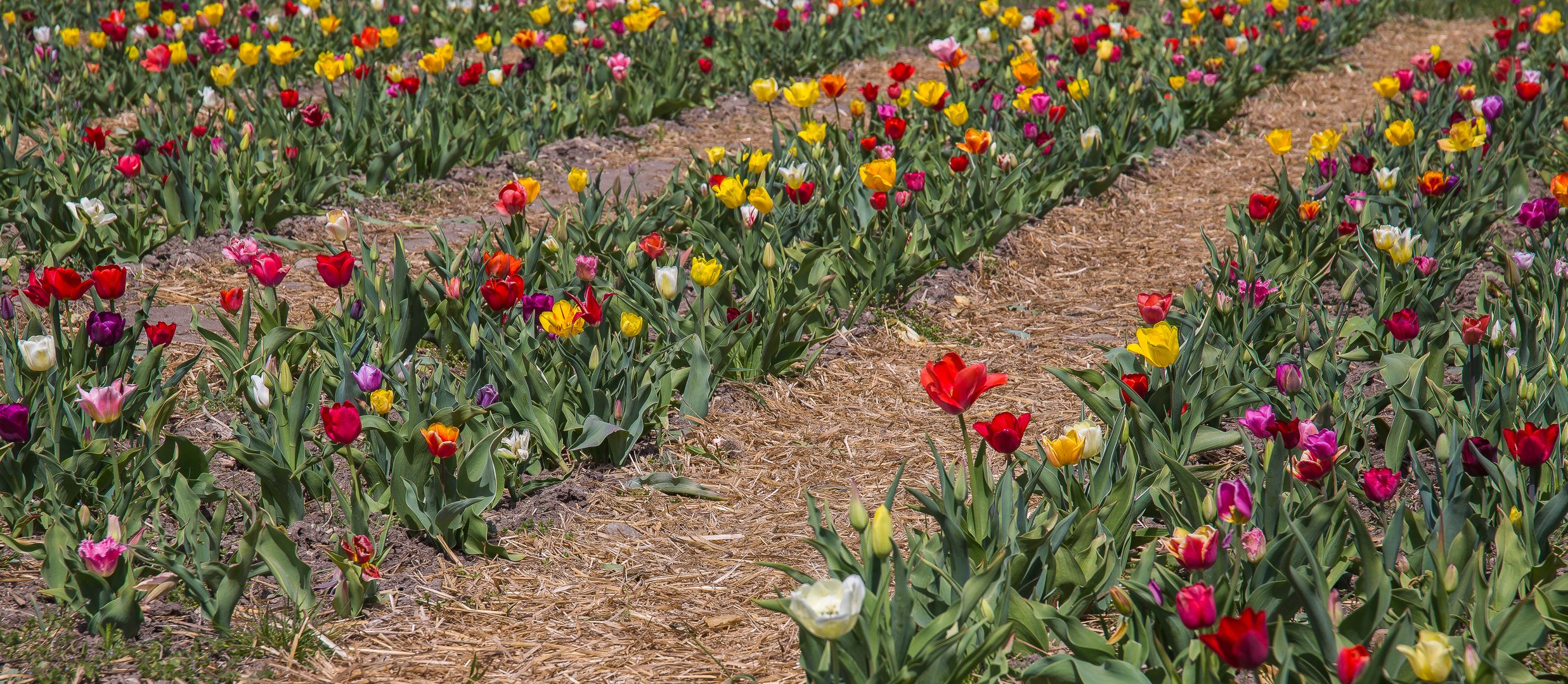 Blumen zum Selberpflücken