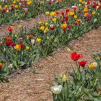 Blumen zum Selberpflücken