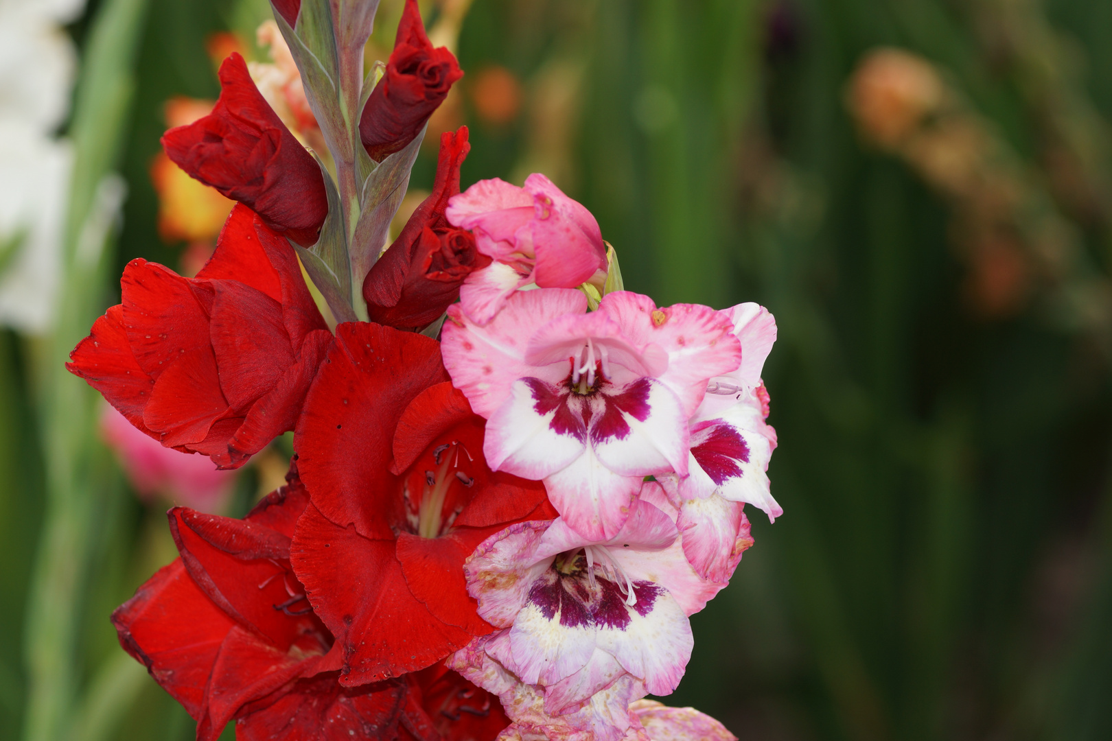 Blumen zum Selberpflücken