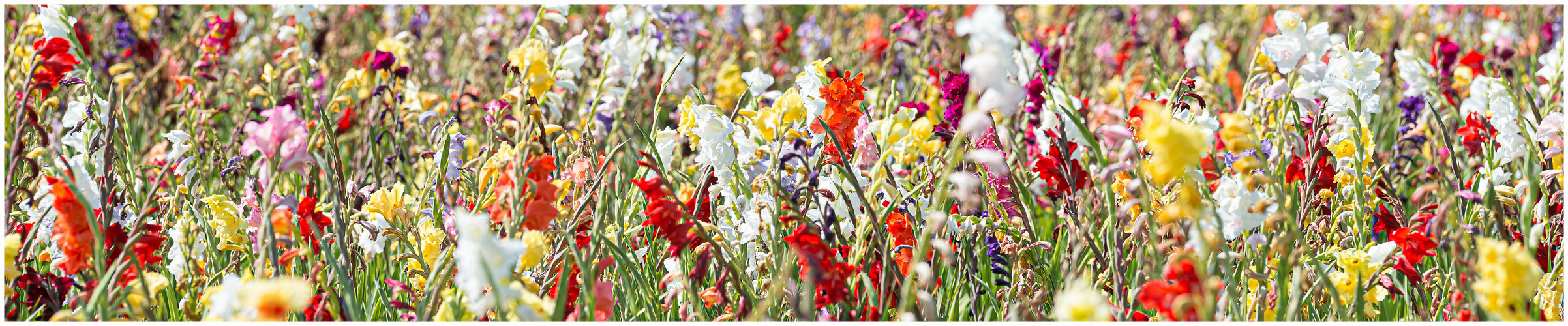 Blumen  zum selbst pflücken  