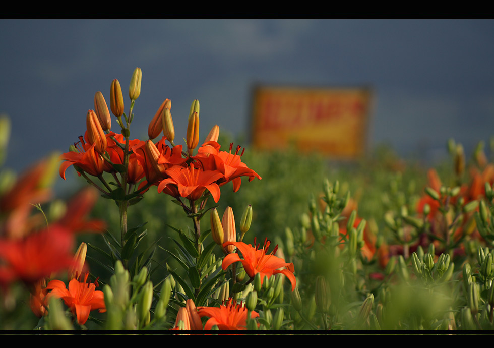 blumen zum selbst scheiden....