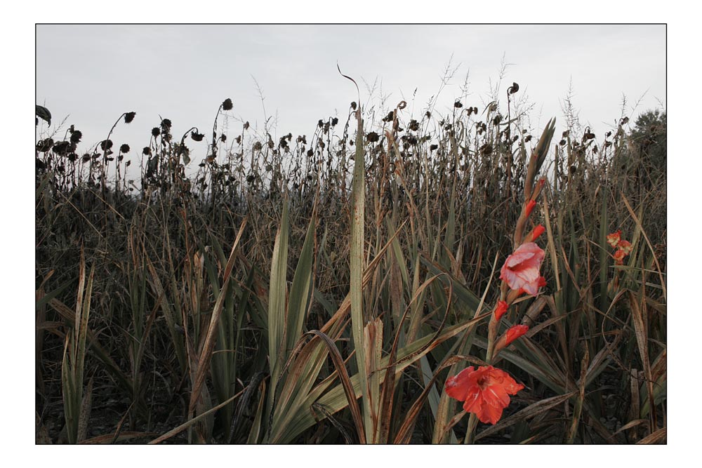 "blumen zum selbstpflücken"