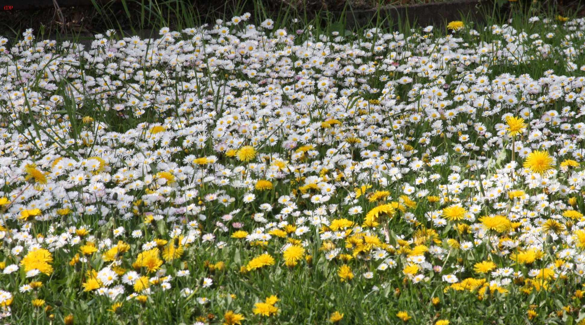 Blumen zum Valentinstag für ALLE