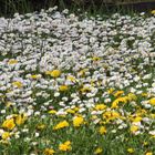 Blumen zum Valentinstag für ALLE