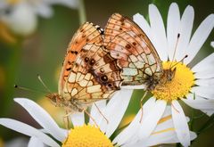 blumen zur hochzeit