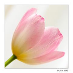 blumen13_002