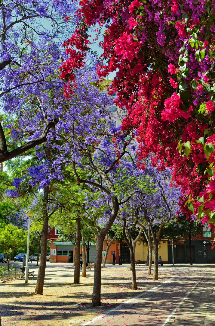 Blumenallee rot-blau