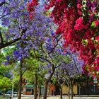 Blumenallee rot-blau