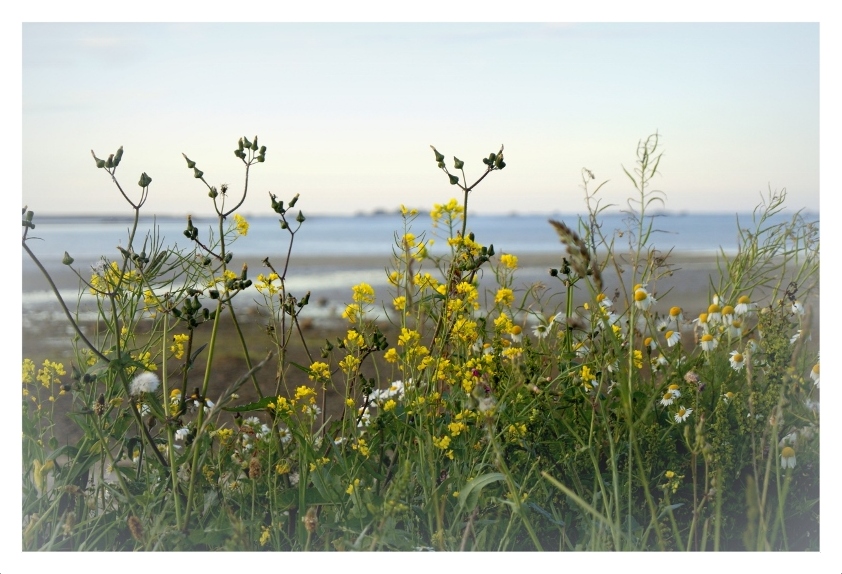 Blumen(am)meer